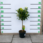 Vavrín pravý - Laurus nobilis (bobkový list) - výška 50-60 cm, kont. C2L - NA KMIENKU